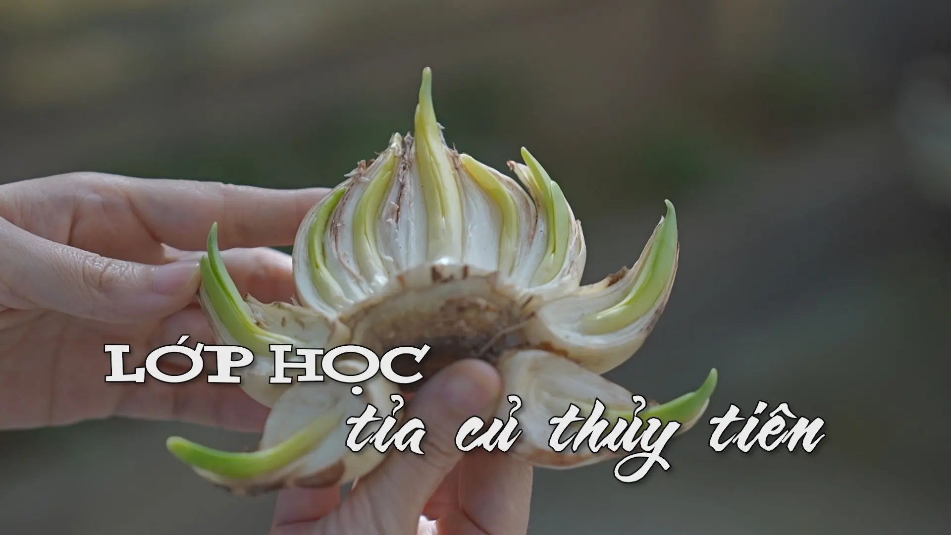 Lớp học tỉa củ thủy tiên | Nhịp sống Hà Nội | 19/12/2025